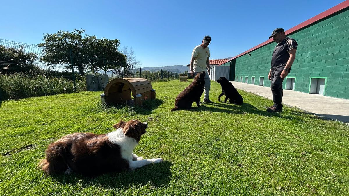 "Mi fiel compañero", el hotel canino de Villa (Corvera) que ofrece cuidados personalizados a los perros de la comarca de Avilés