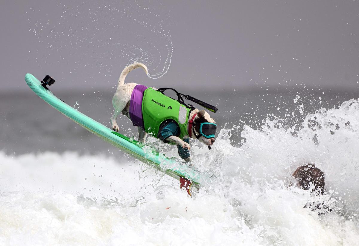 Hicieron un torneo de perros surfistas en California