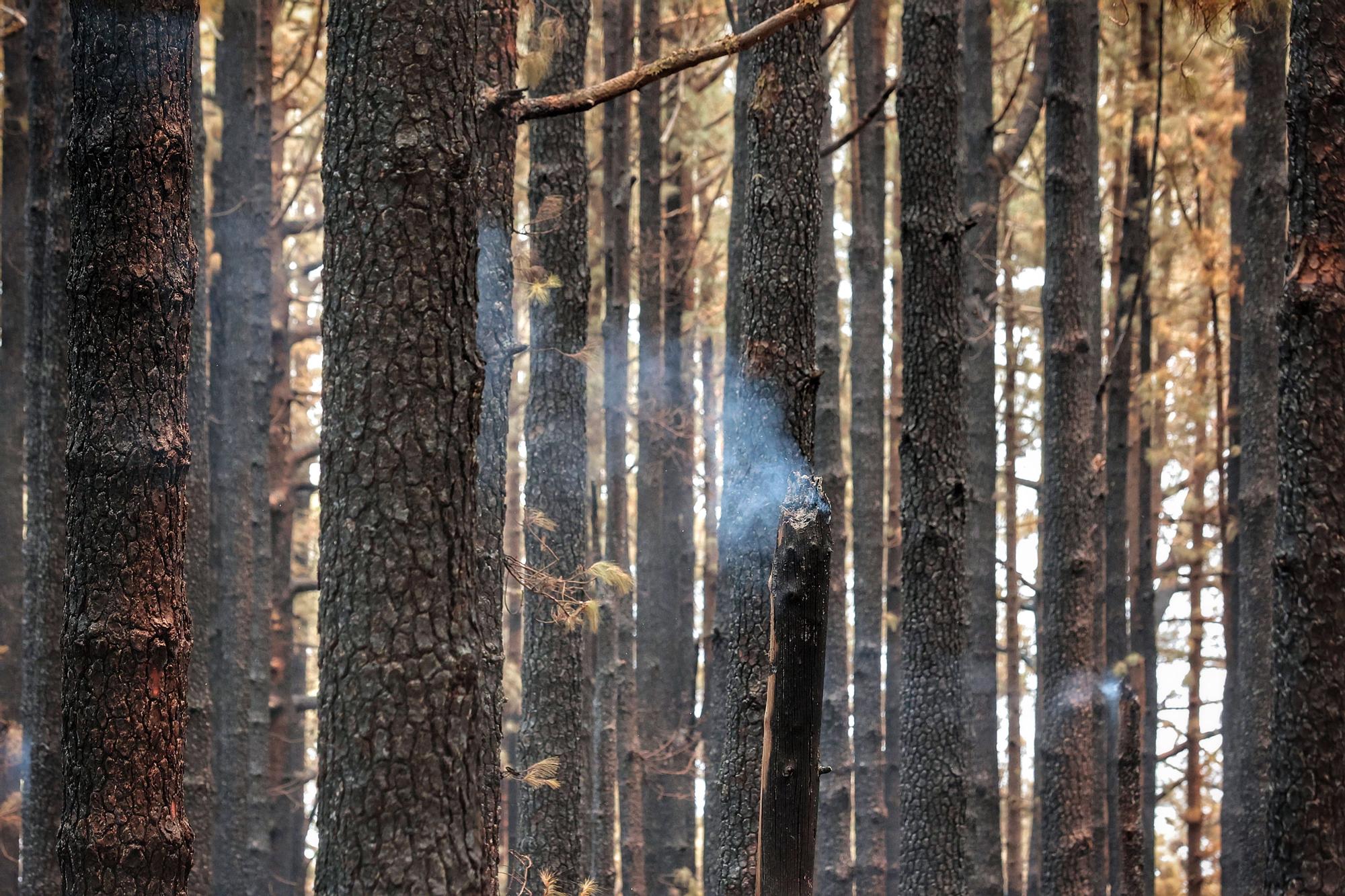 Evolución del incendio en Tenerife