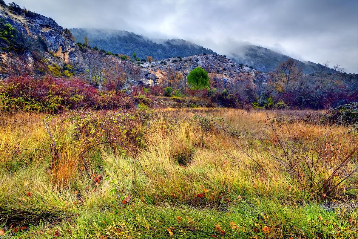 Maleza en los campos de Ocentejo. Guadalajara. Castilla la Mancha.