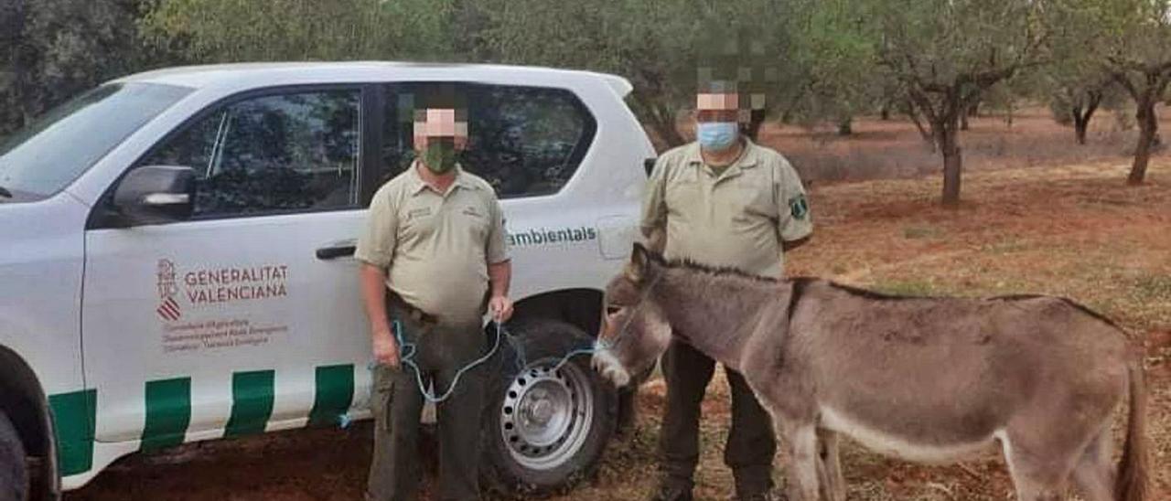 Los agentes medioambientales que encontraron a otro de los burros «fugados». | LEVANTE-EMV