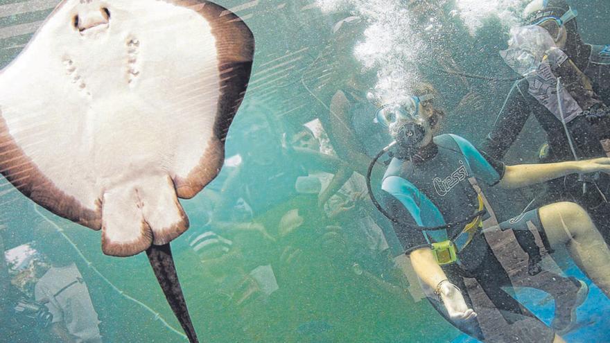 Palma Aquarium paga 300.000 euros a la familia de una ahogada en un curso de buceo