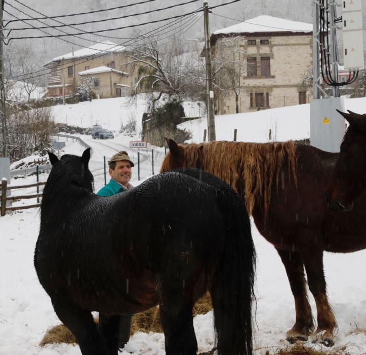 Temporal de nieve en Viego (Ponga)