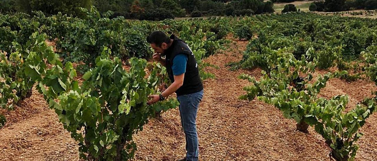 Germán Blanco, revisando sus viñas en el Bierzo alto.