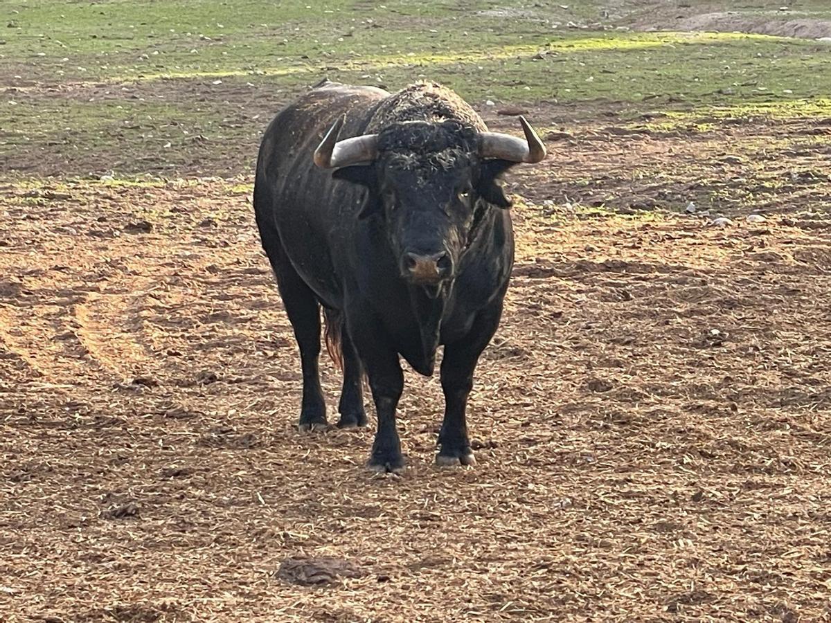 'Escondido' se encuentra como semental en la finca ‘Garcisobaco’ de Jerez de la Frontera
