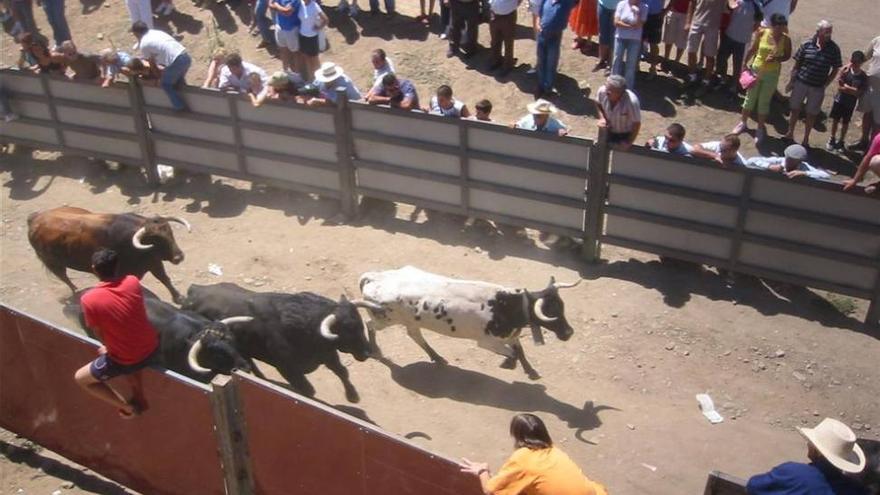 Dos toros que se lidiarán en San Buenaventura de Moraleja irán sin despuntar