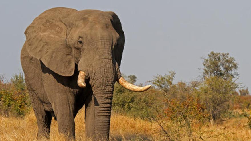 Un elefante aplasta a un cazador experto en Zimbabue.