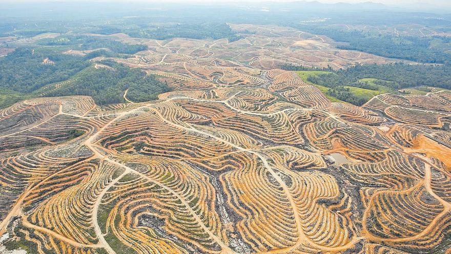 La desforestació no dona treva