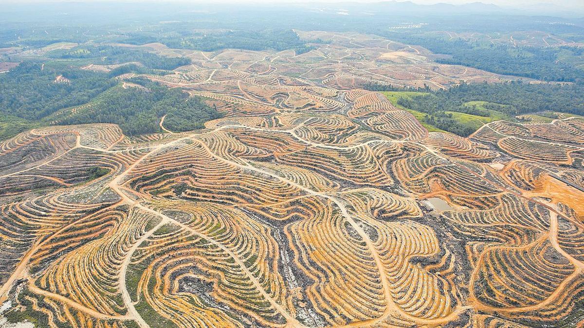 Bosc desforestat a Indonèsia per a obtenir oli de palma