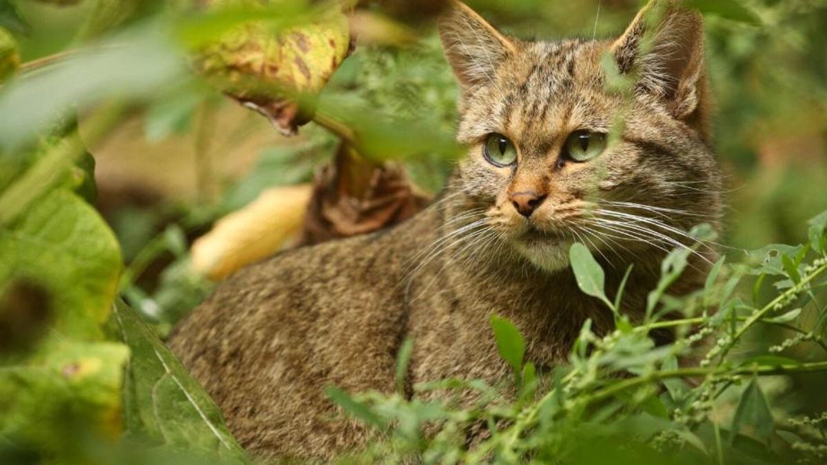 Nous descobriments sobre els gats salvatges