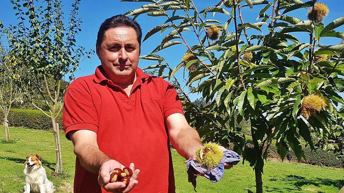 Juan Meana enseña castañas maduras en su finca de San Justo (Villaviciosa).