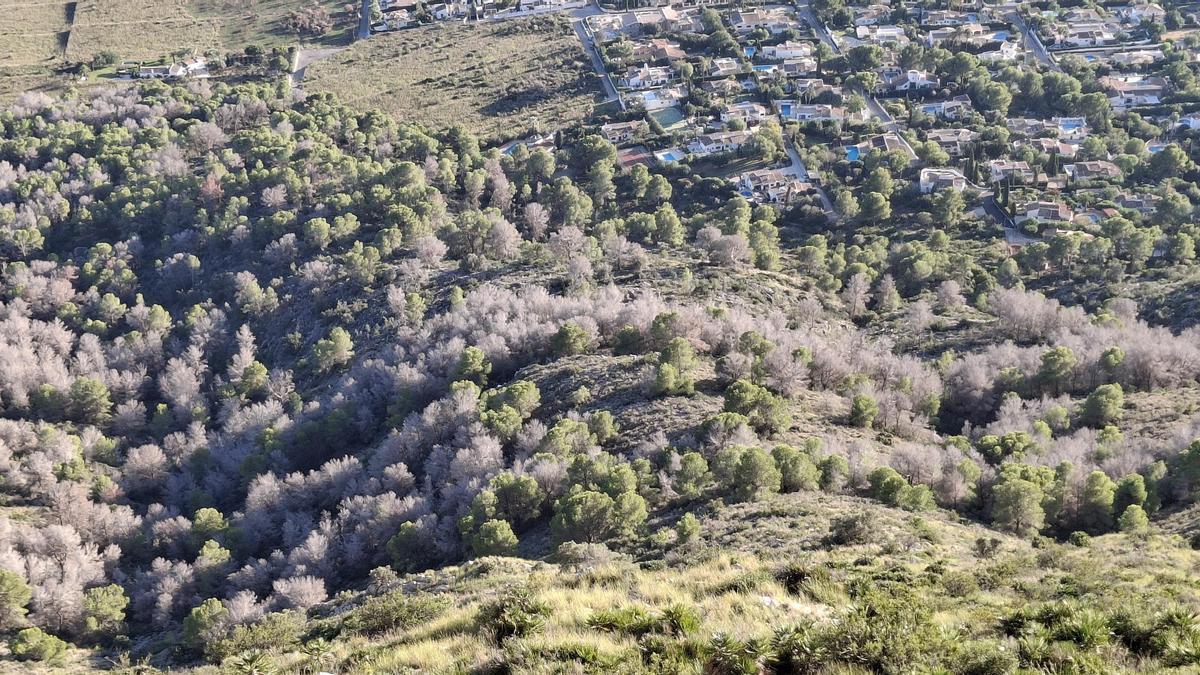 Imagen tomada desde la Cova Ampla del Montgó en la que se observa la gran cantidad de pinos secos