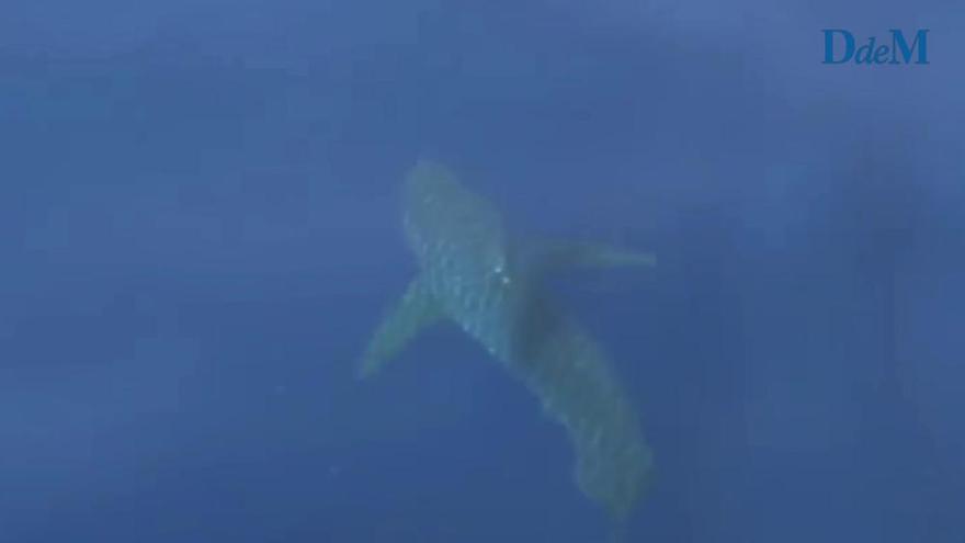 Tiburon blanco avistado a ocho millas al sur de Cabrera