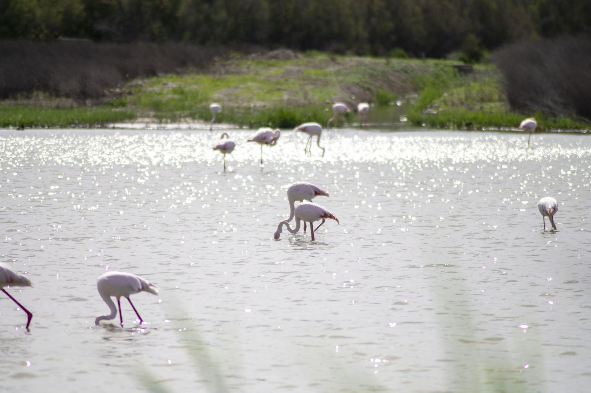 Flamencos en la Laguna de Fuente de Piedra, en abril de 2024.