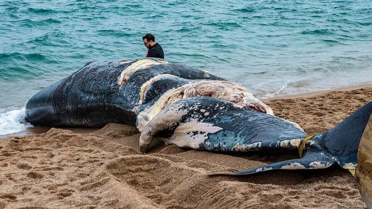 Una ballena, encontrada muerta en la playa de Pals (Baix Empordà, Girona), este sábado.