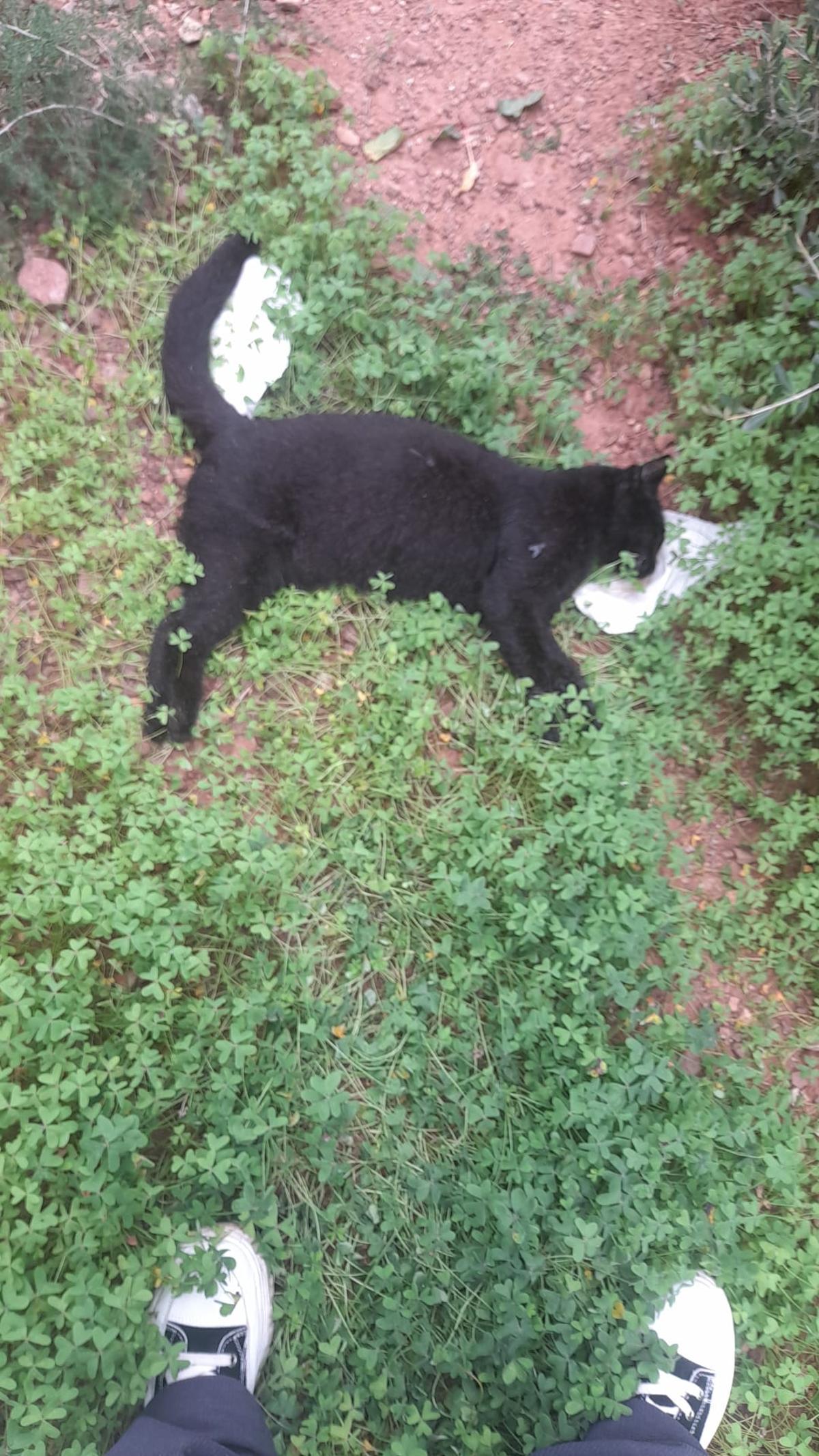 Cadáver de otro gato.