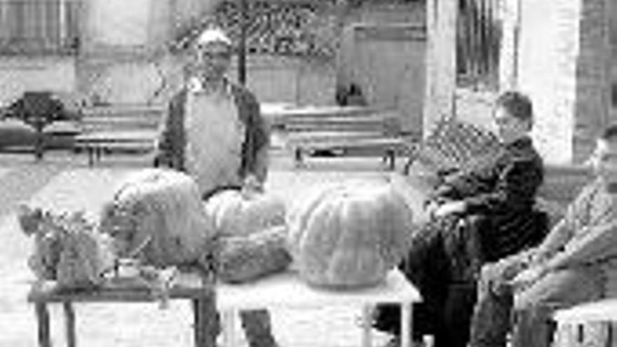 Un agricultor recoge calabazones gigantes de unos 40 kilográmos