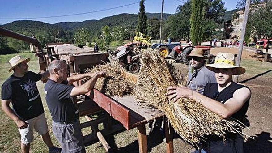 Un moment de la Festa del Segar i el Batre de Celrà, ahir.