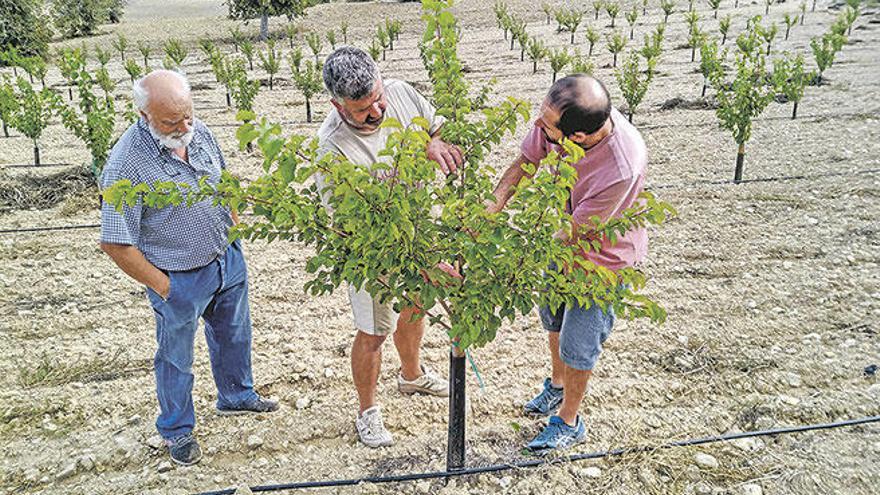 Los albaricoqueros toman protagonismo