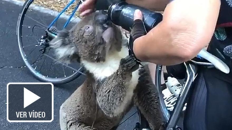 Un koala demana aigua a una ciclista en plena onada d&#039;incendis a Austràlia