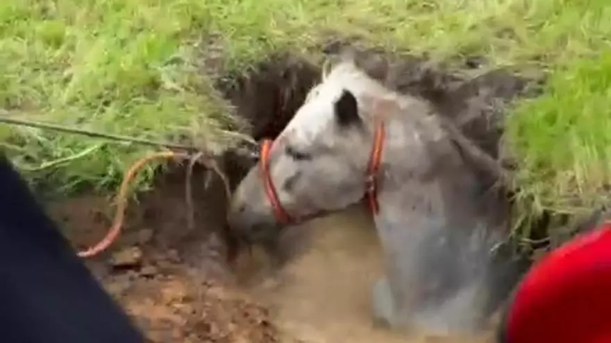 VÍDEO | Rescate en Carmona de un caballo tras caer en una fosa séptica