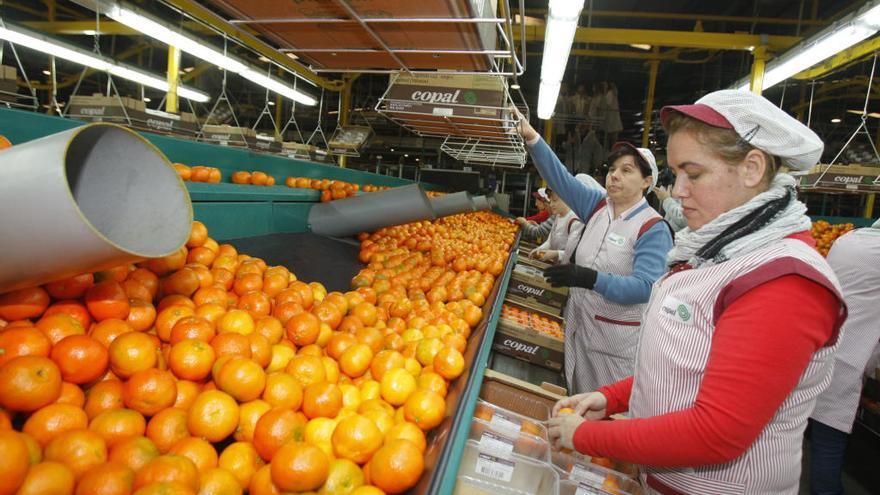 Almacén de manipulación de cítricos en la cooperativa de Algemesí, Copal, en una imagen de archivo.