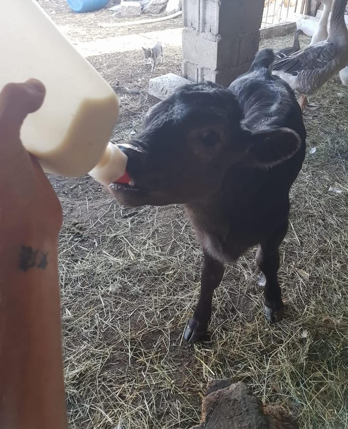 Rayo cuando era apenas un bebé.