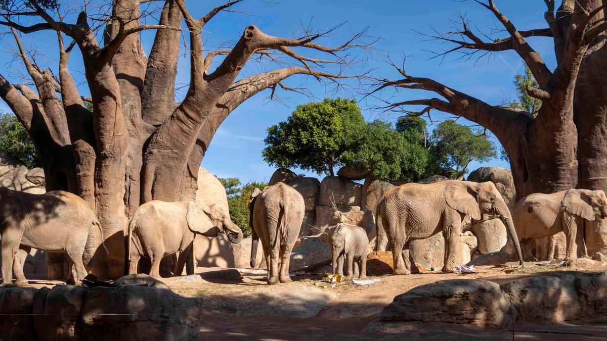 La elefanta Makena cumple 3 años en Bioparc rodeada de su manada.