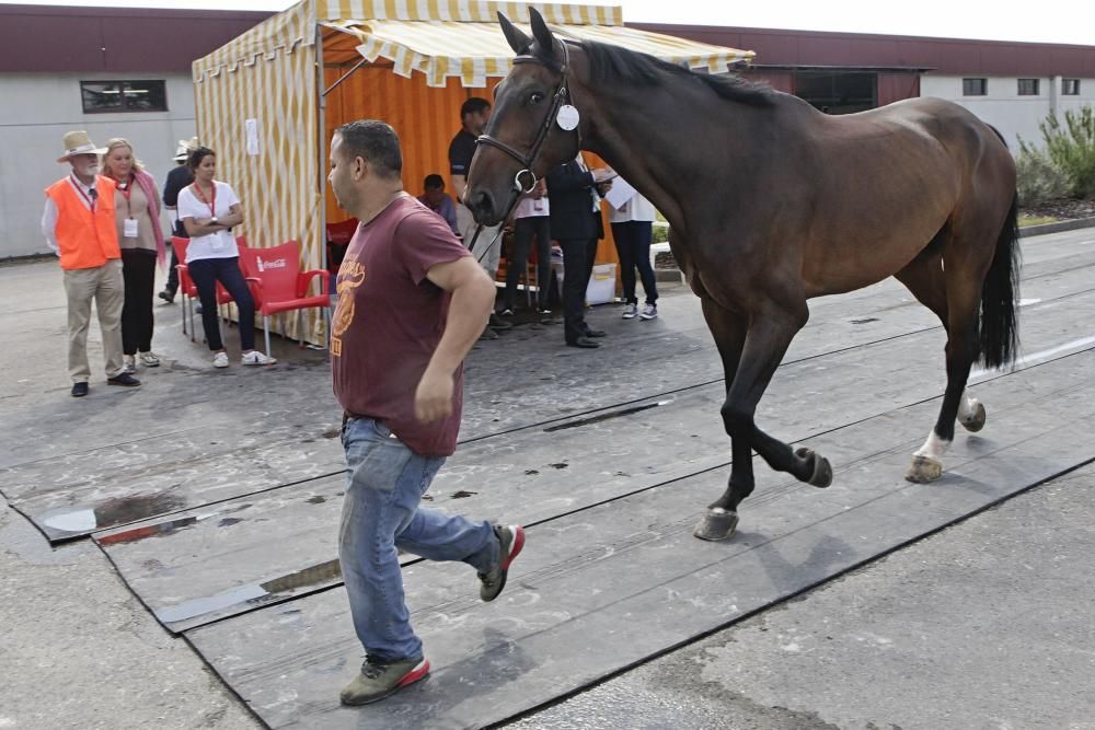 Preparativos del Concurso de Saltos Internacional