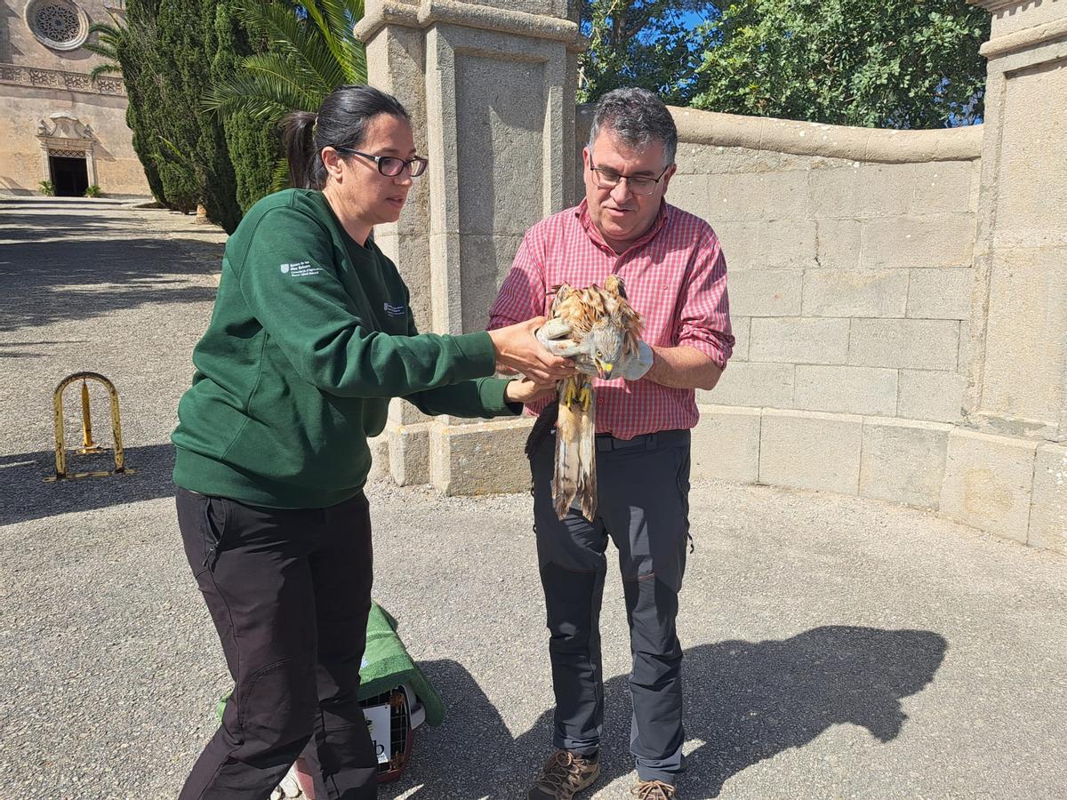 El Govern libera en la ermita de Bonany dos ejemplares de milano real recuperados en las instalaciones del Consorcio para la Recuperación de la Fauna de Balears