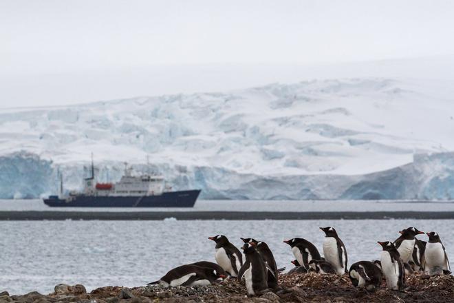 Colonia de pingüinos con barco