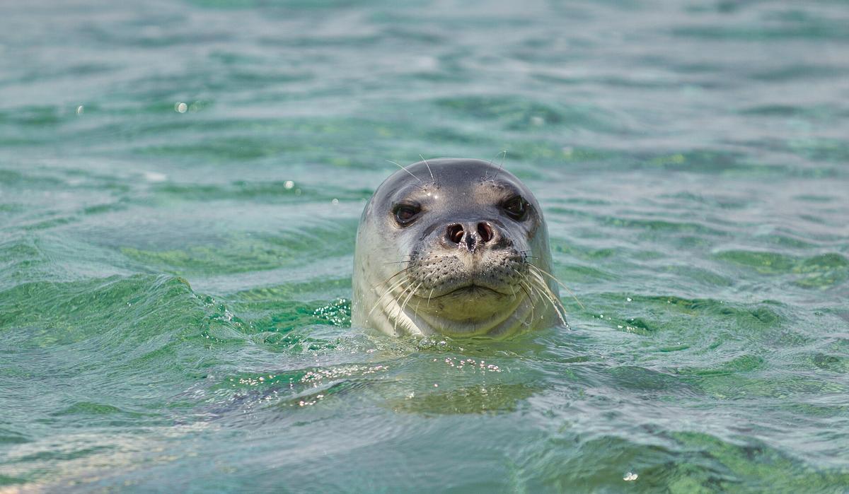 Una foca monje.