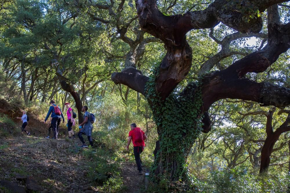 Bosque de castaños del Valle del Genal