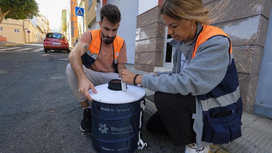 La batalla para evitar la propagación del mosquito ‘Aedes aegypti’ en Gran Canaria