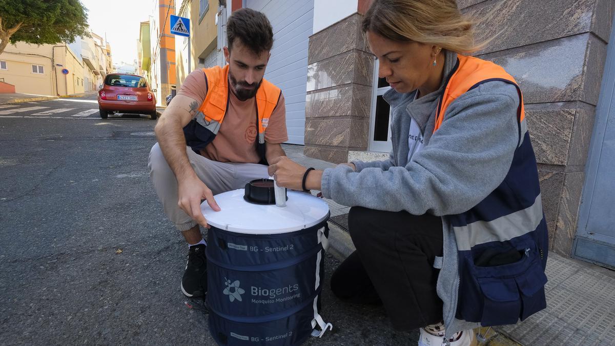 Mosquito ‘Aedes aegypti’ en Piletas