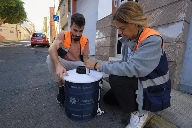 Mosquito ‘Aedes aegypti’ en Piletas