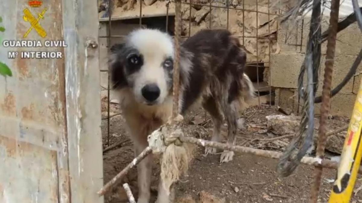 Un perro enjaulado en pésimas condiciones.