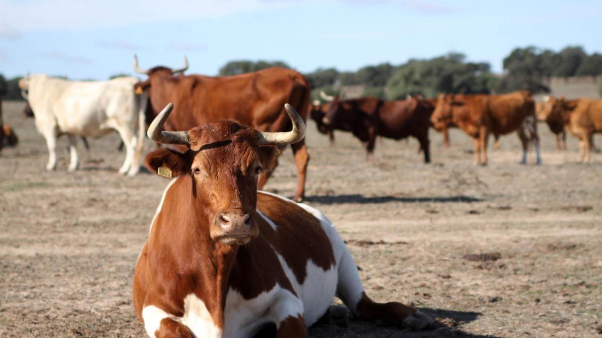 Ganado vacuno en una explotación de la provincia de Sevilla. / El Correo