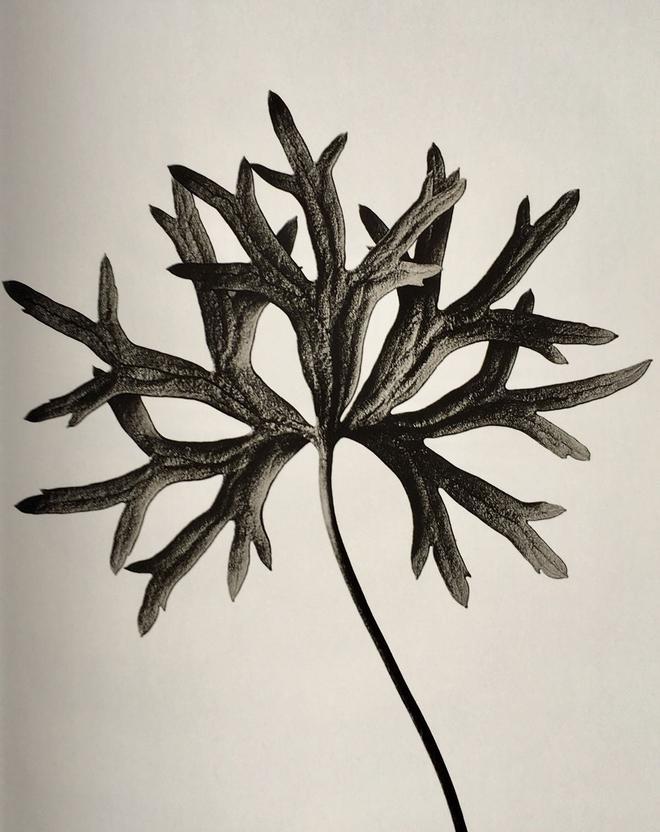 Karl Blossfeldt