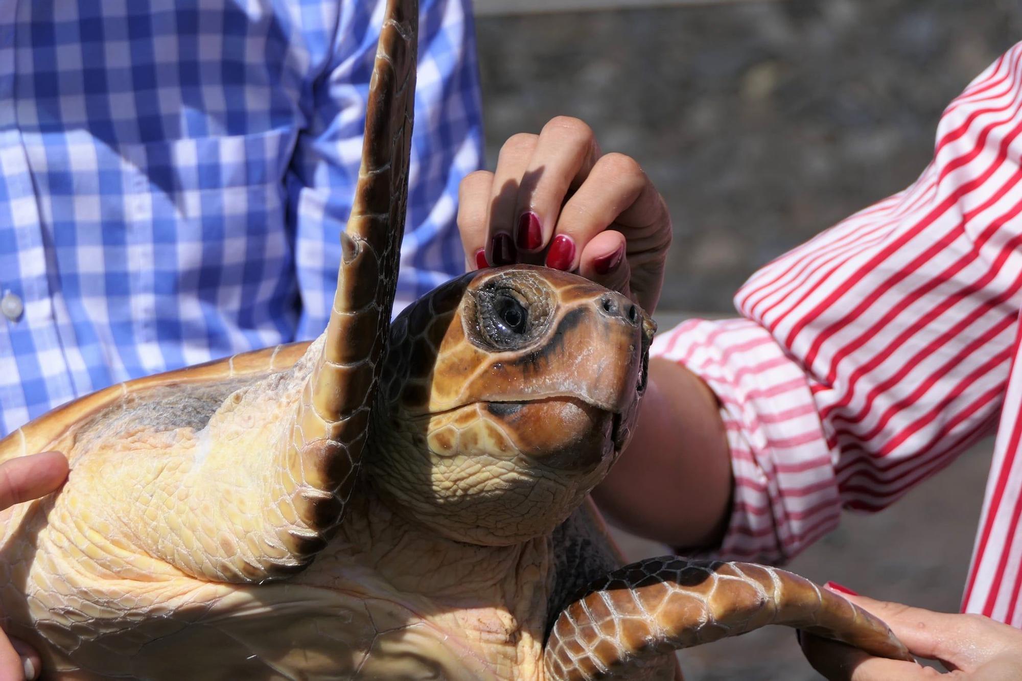 Liberan tres tortugas bobas en Timijiraque (El Hierro)