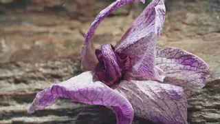 Cuidar orquídeas en casa: cómo revivirlas si se marchitan