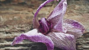 Una orquídea marchitándose.