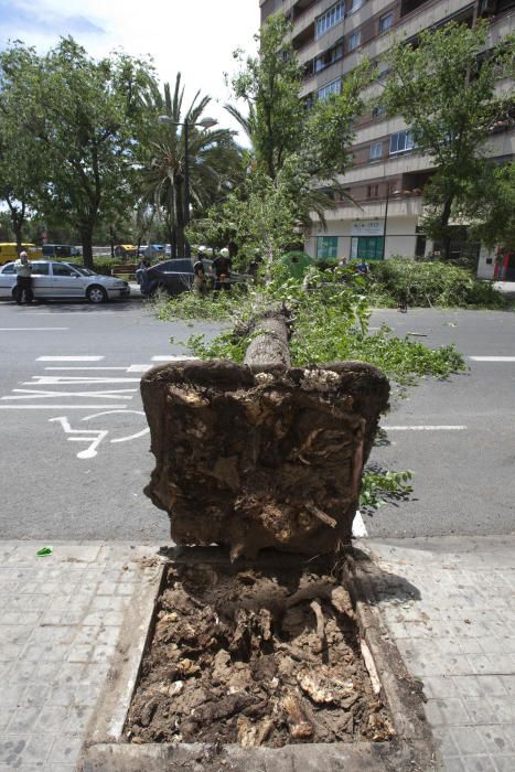 Un árbol se derrumba en la avenida de Burjassot de Valencia