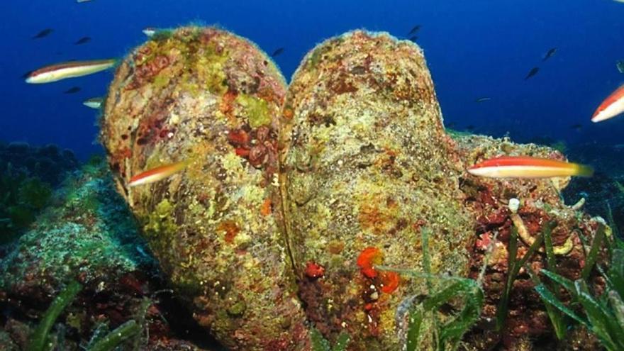 Pinna nobilis o nacras en el fondo del mar.