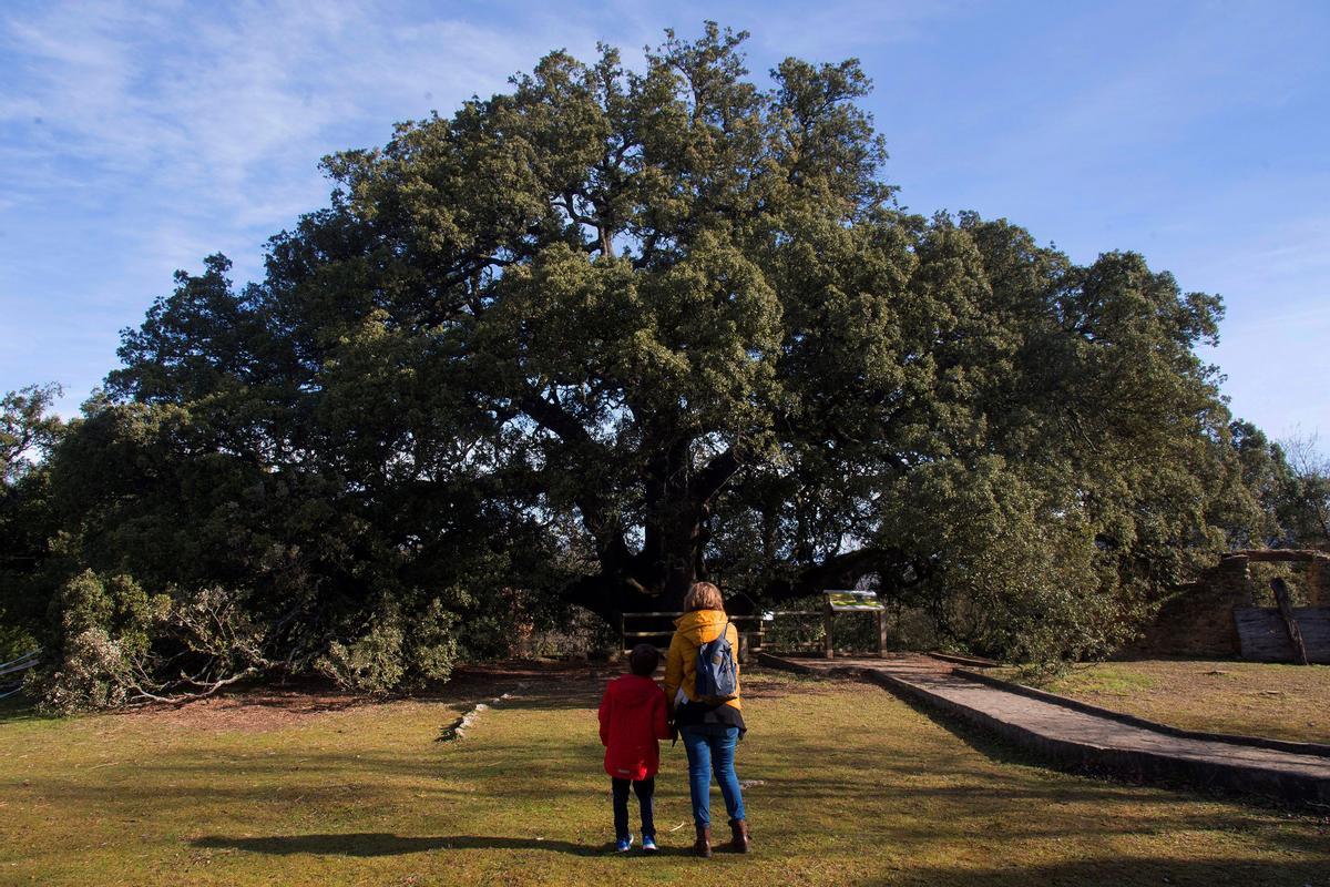 La Carrasca de Lecina, Árbol Europeo del Año en 2021 gracias al apoyo del público.