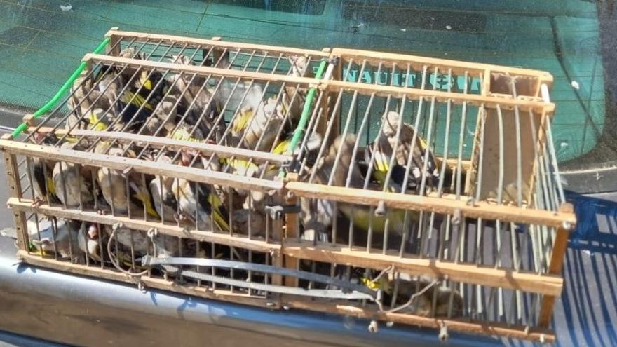 La Guàrdia Civil salva una àliga ferida i allibera 38 ocells fringíl·lids capturats il·legalment a Pedret i Marzà