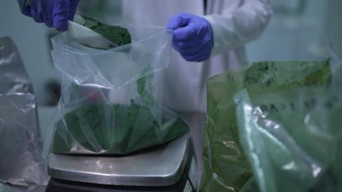 Los investigadores guardando la espirulina ya seca en polvo.