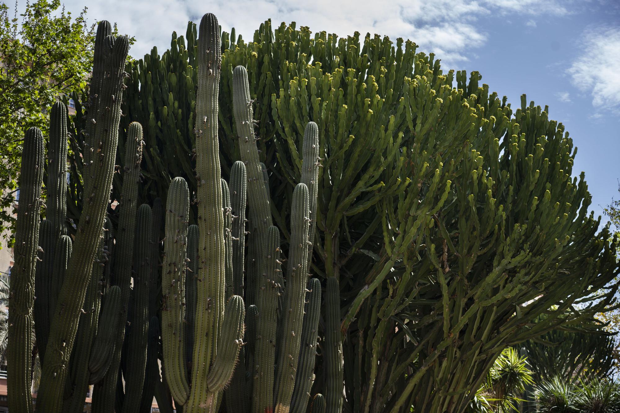 ¿Conoces los jardines de cactus de València?
