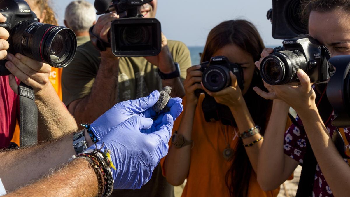 Els fotògrafs prenen imatges d’un dels quasi 500 exemplars nascuts en el litoral de la Comunitat Valenciana en 2023.