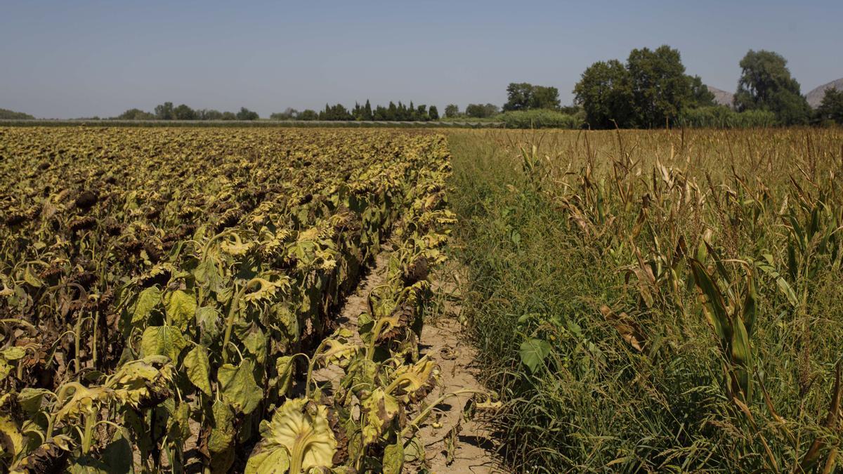 Un campo de maíz junto a uno de girasoles, en el Baix Empordà